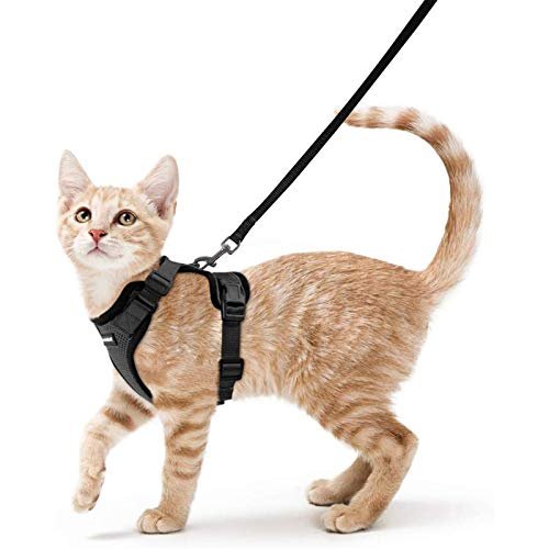 Best Leash for a Cat