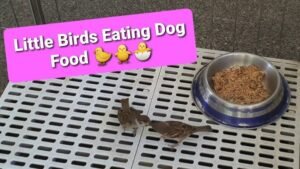 Can Pet Birds Eat Dog Food