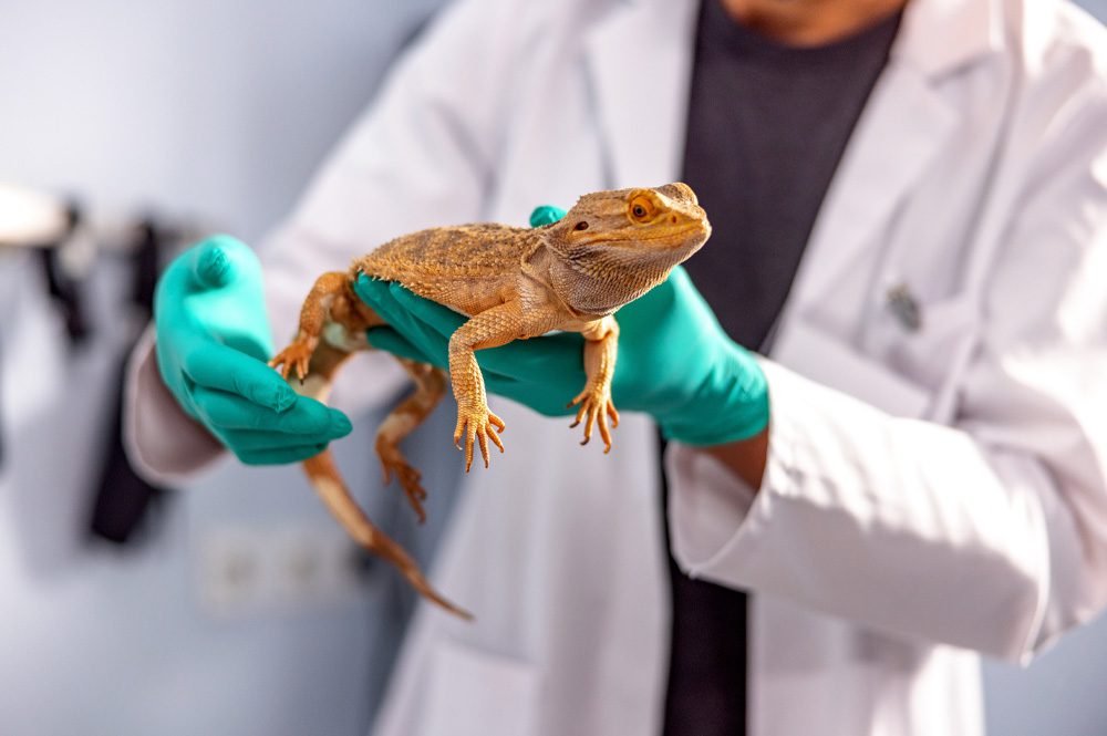 Exotic Pet Care Tips
