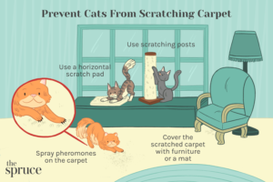 How Can I Stop Cat Scratching Carpet