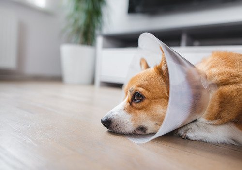 How Long After Neutering Dog is Testosterone Gone