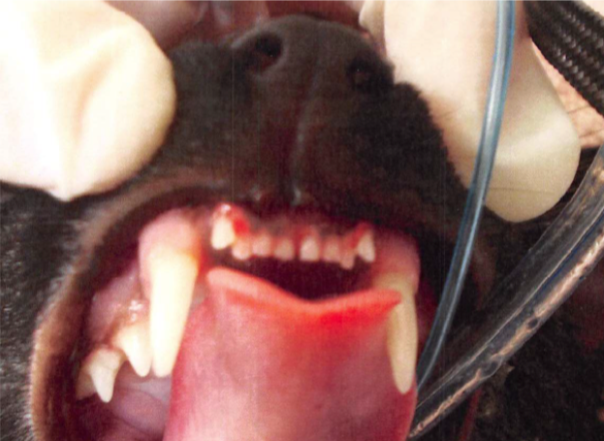 How Many Jaws Does a Cat Have