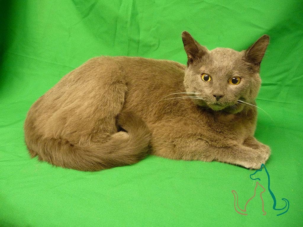 How Much is It to Get a Cat Freeze Dried