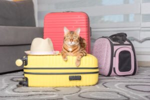 How to Bring Cat on Hotel