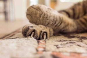 How to Choose Rugs for Cat