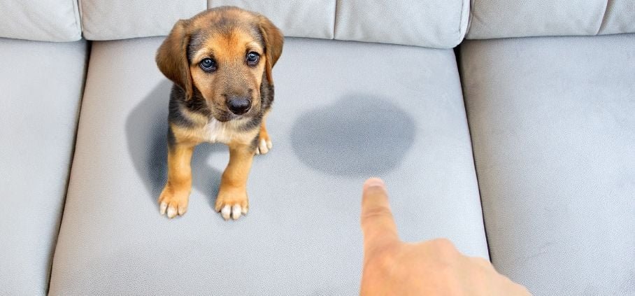 How to Clean Dog Pee off Couch