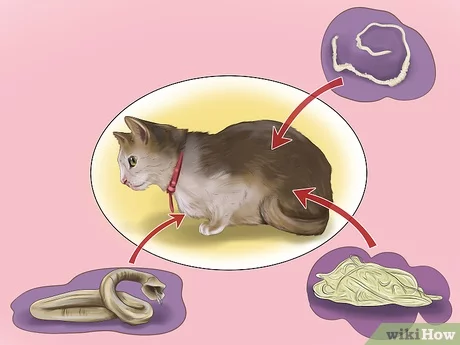 How to Deworm a Cat