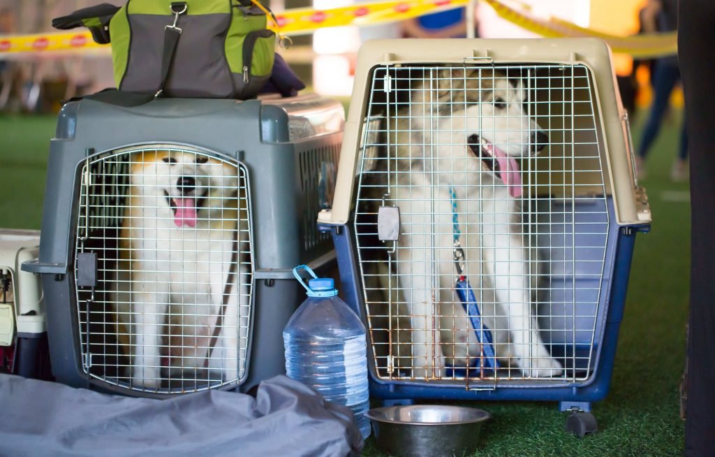 How to Fly With a Large Dog