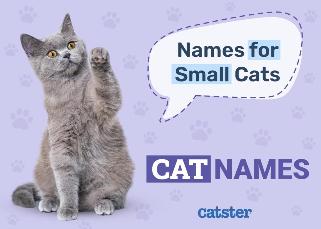 How to Make the Most Chaotic Tinker Cat Names