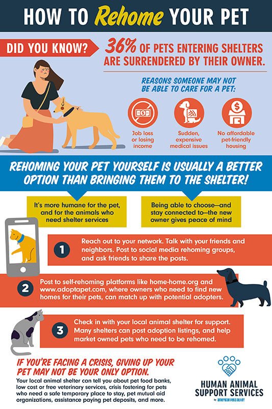 How to Rehome a Cat