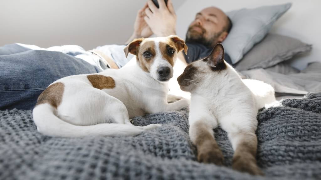 Pet Care Tips Ebooks