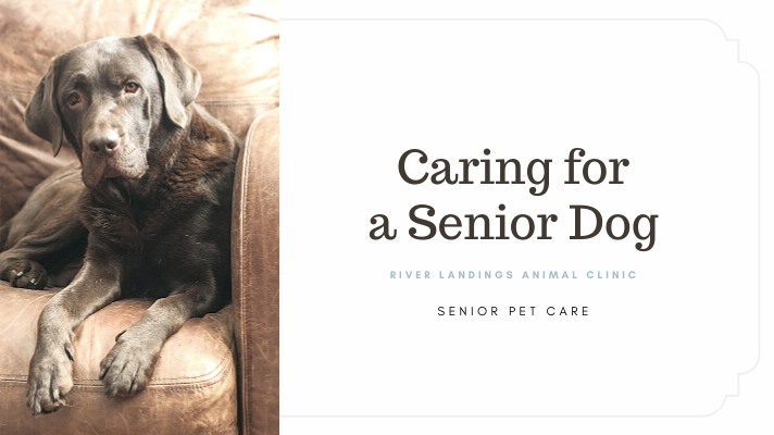 Pet Care Tips for Older Dogs