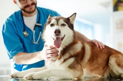 Pueblo Small Animal Clinic Pueblo Co