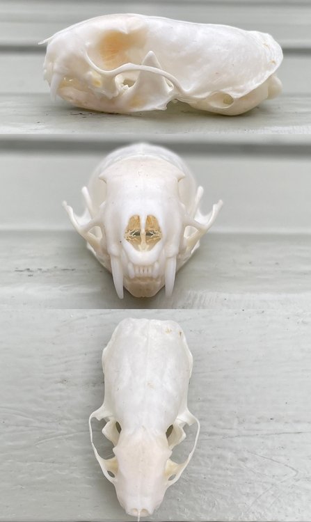 Small Animal Skulls