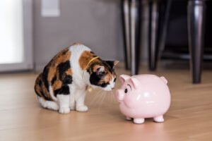 Tips for Creating a Budget-Friendly Pet Care Routine Informational