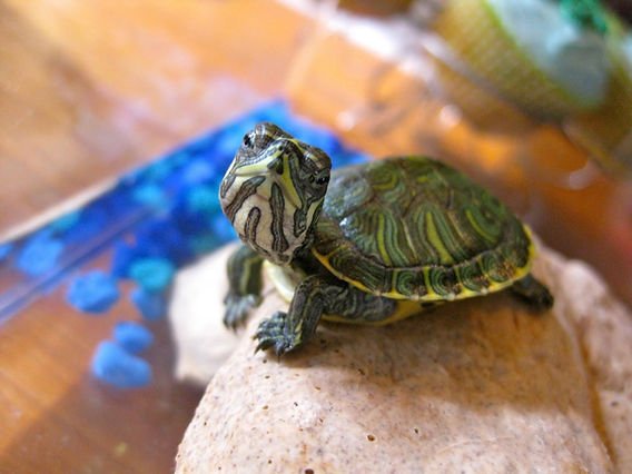 Turtle Pet Care Tips