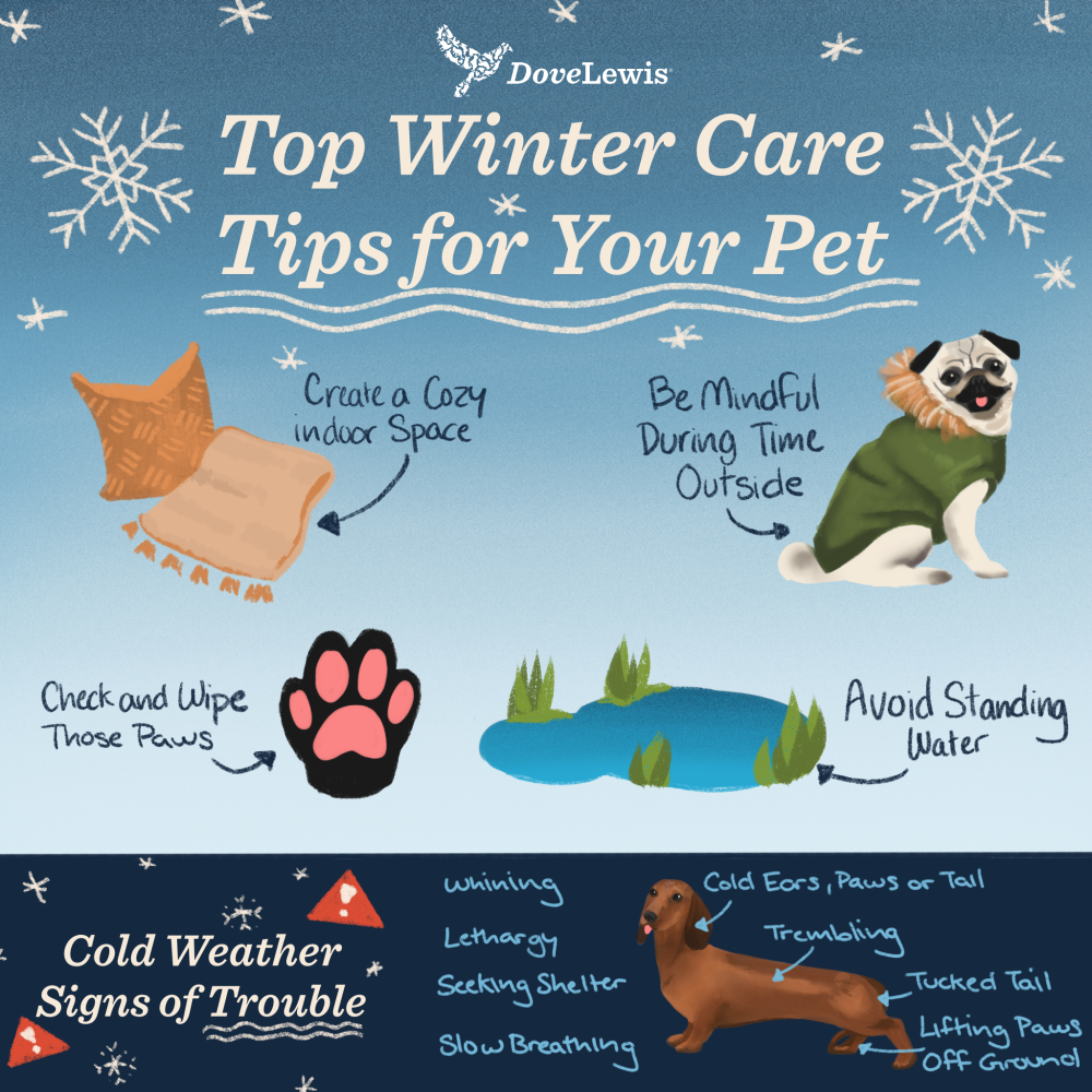 Winter Pet Care Tips