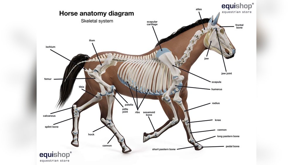 Anatomy of the Horse