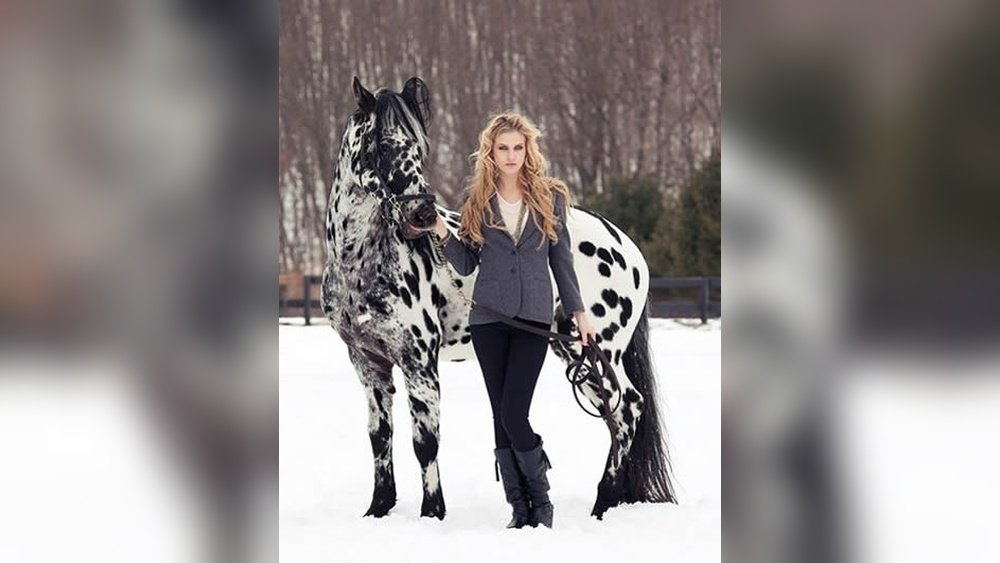 Appaloosa Friesian Horse