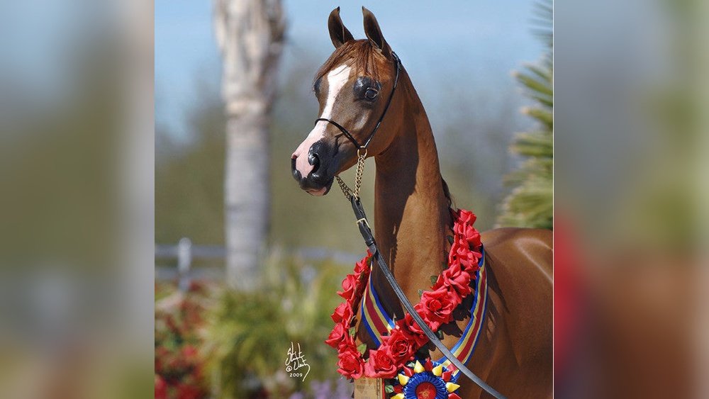 Arabian Horse Halter
