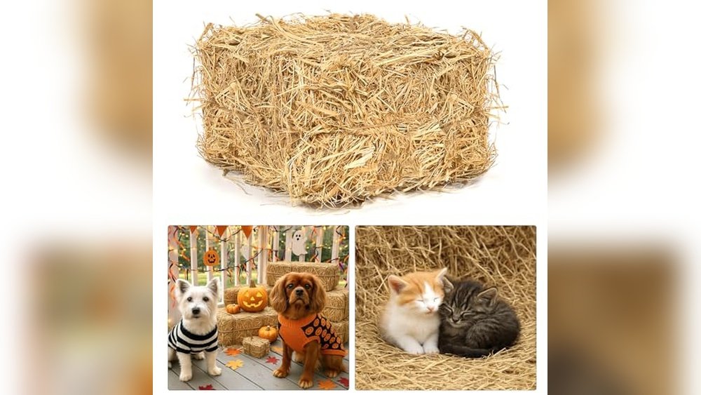 Best Bedding for Cat Owners