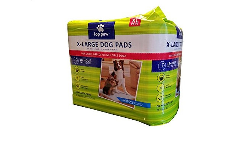 Best Big Dog for an Apartment