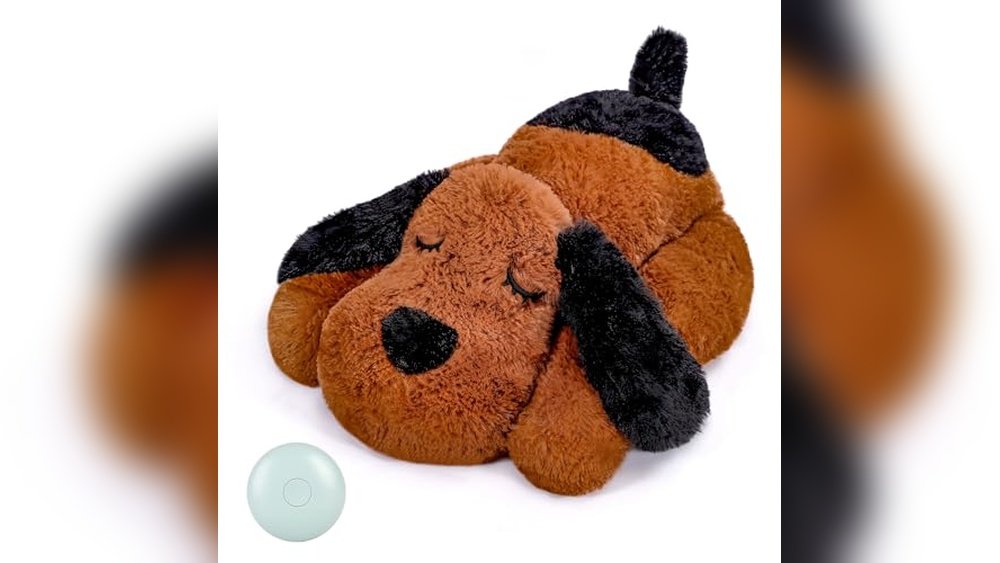 Best Cat Breed for Cuddling