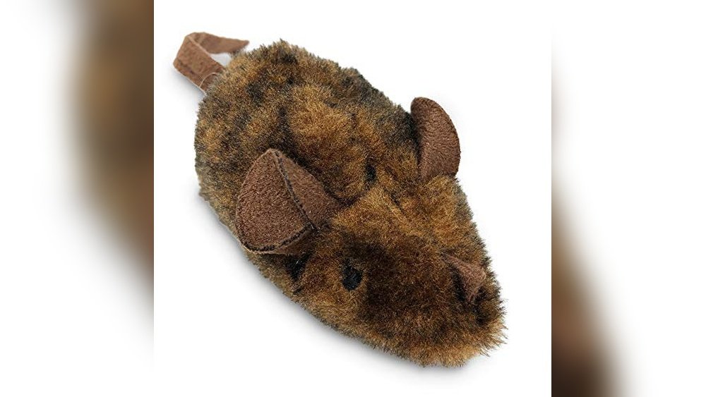 Best Cat Breed for Hunting Mice