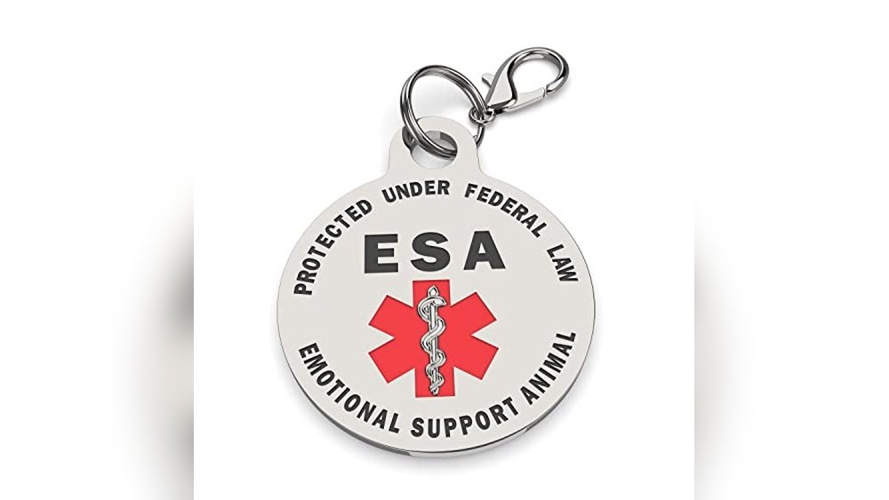 Best Cat Breeds for Emotional Support