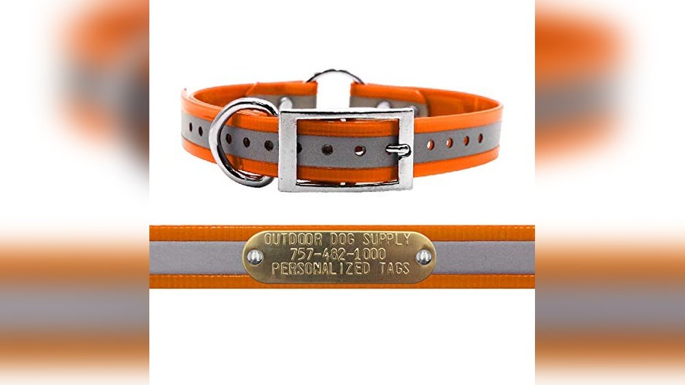 Best Collar for Hunting Dog