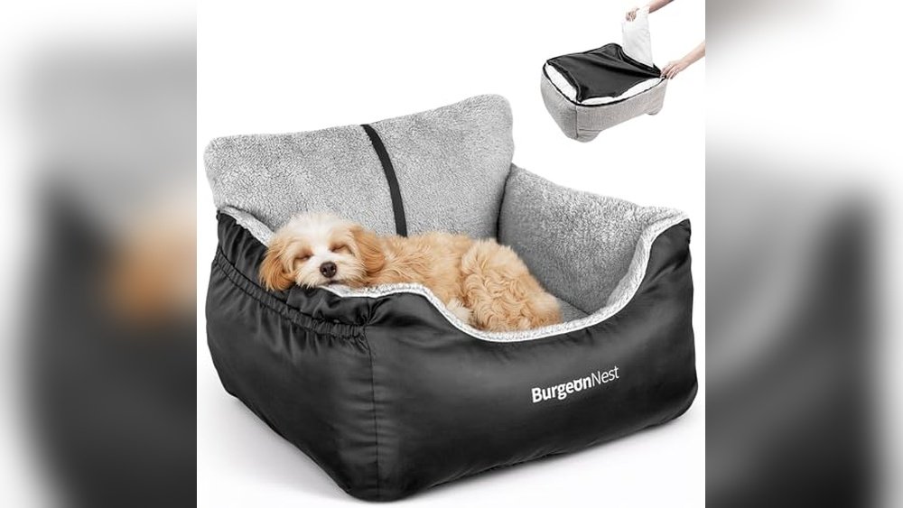 Best Dog Bed for Car
