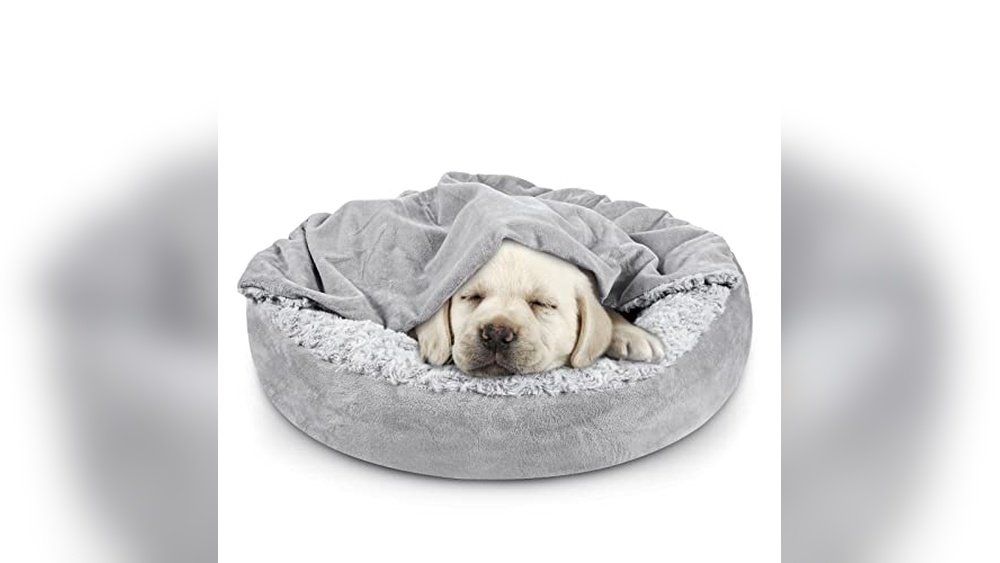 Best Dog Beds for Dachshunds
