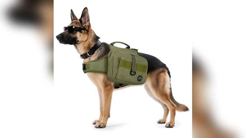 Best Dog Breeds for Hiking