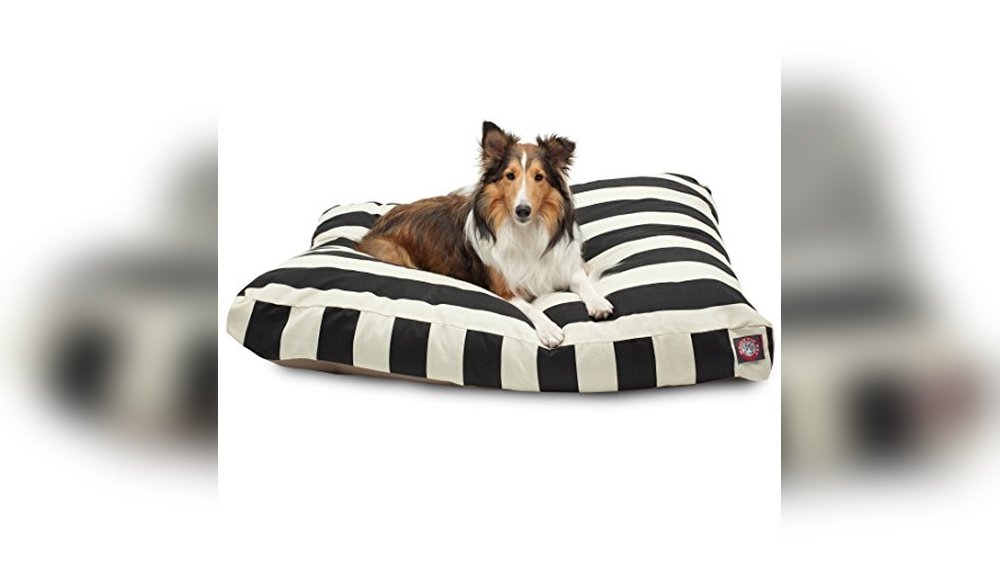 Best Dog Breeds for Seniors Who Live in Apartments