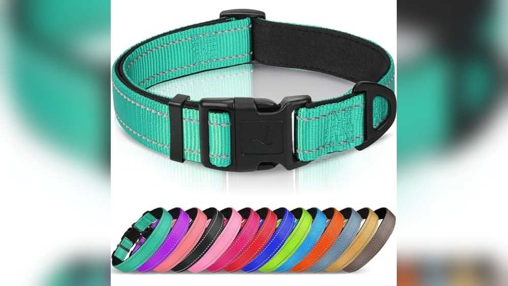 Best Dog Collar for Labrador