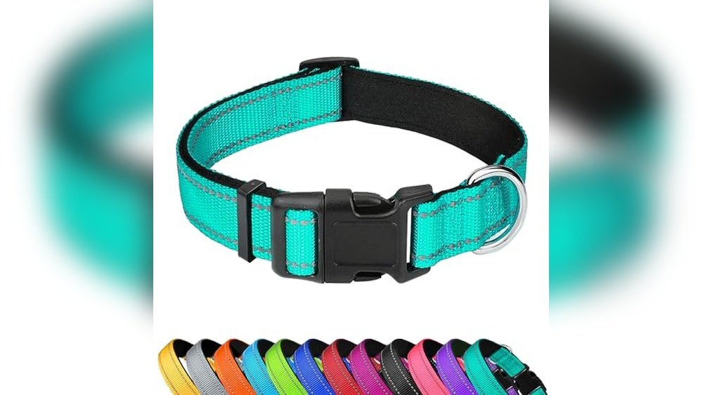 Best Dog Collars for French Bulldogs