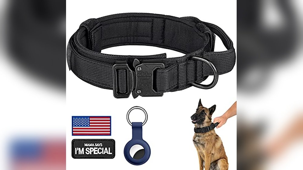 Best Dog Collars for Pit Bulls