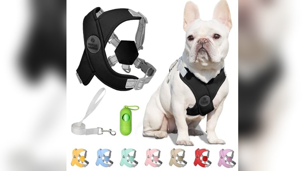 Best Dog Harness for a Pug