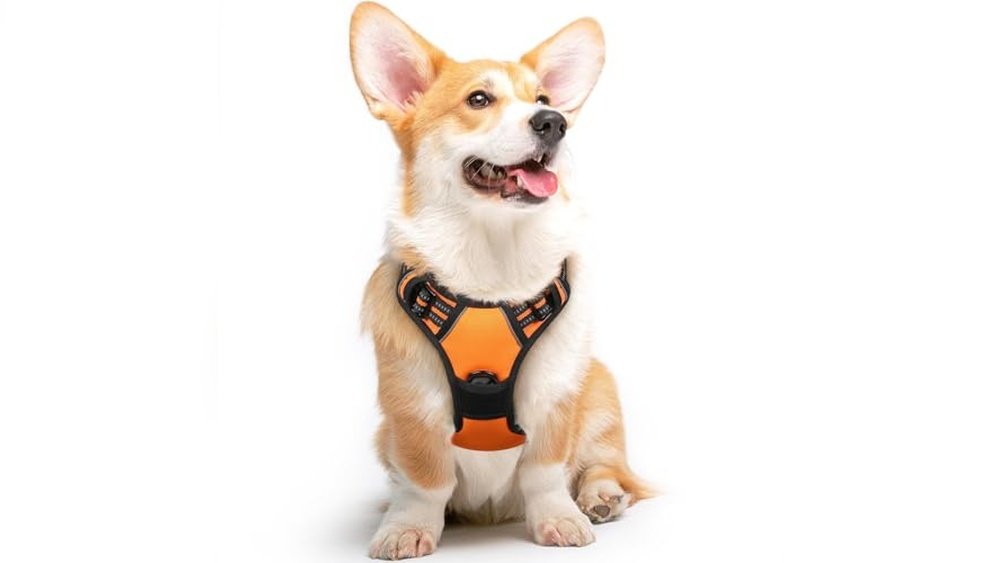 Best Dog Harness for Corgi