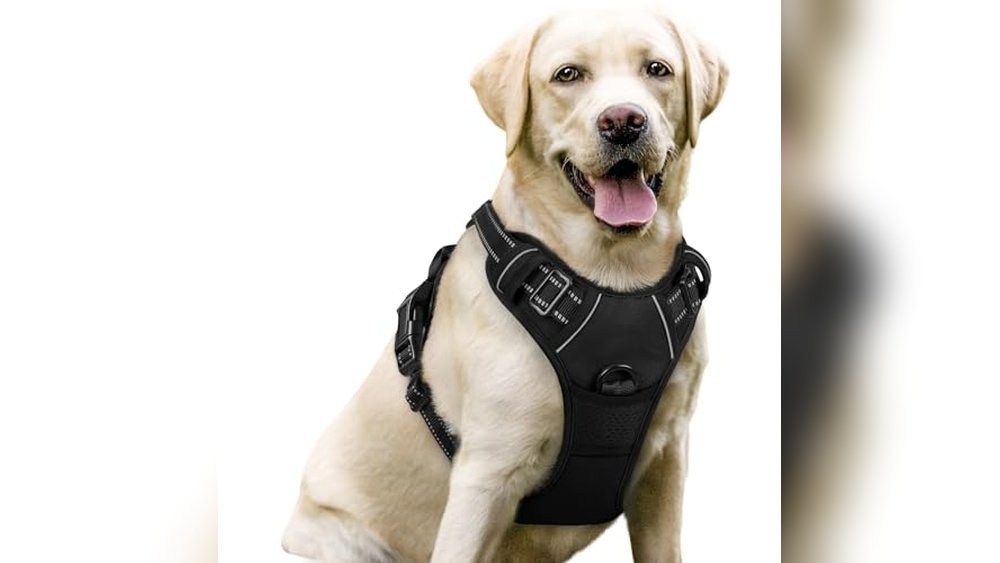 Best Dog Harness for Labs
