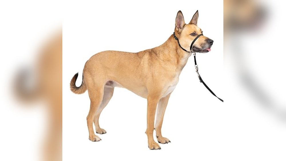 Best Dog Leash for Pulling