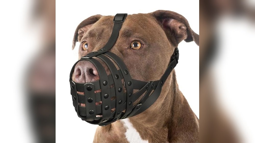 Best Dog Muzzle for Pit Bulls