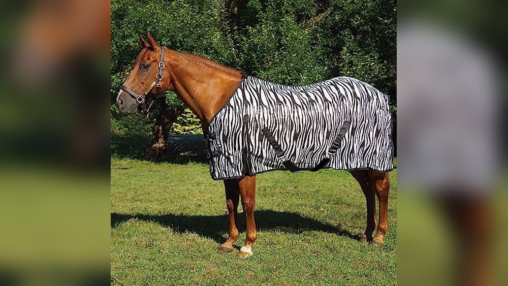 Best Fly Sheet for Horses