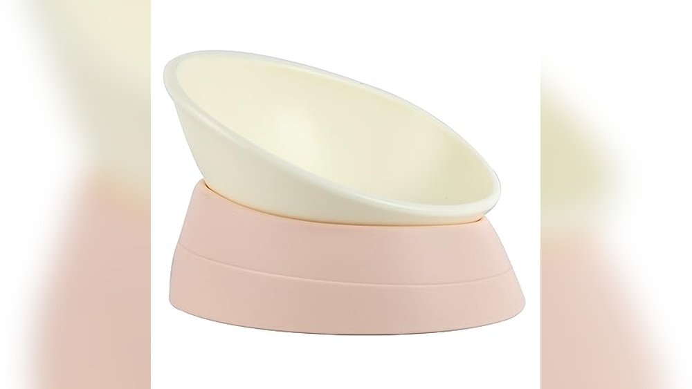 Best Food Bowl for Dog With No Teeth