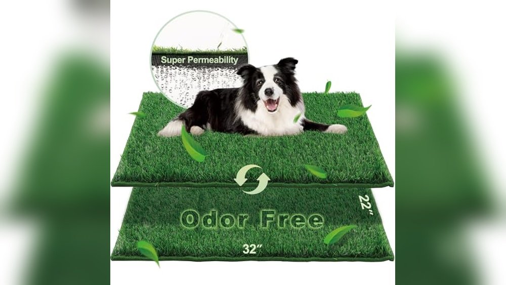 Best Grass for Dog Urine