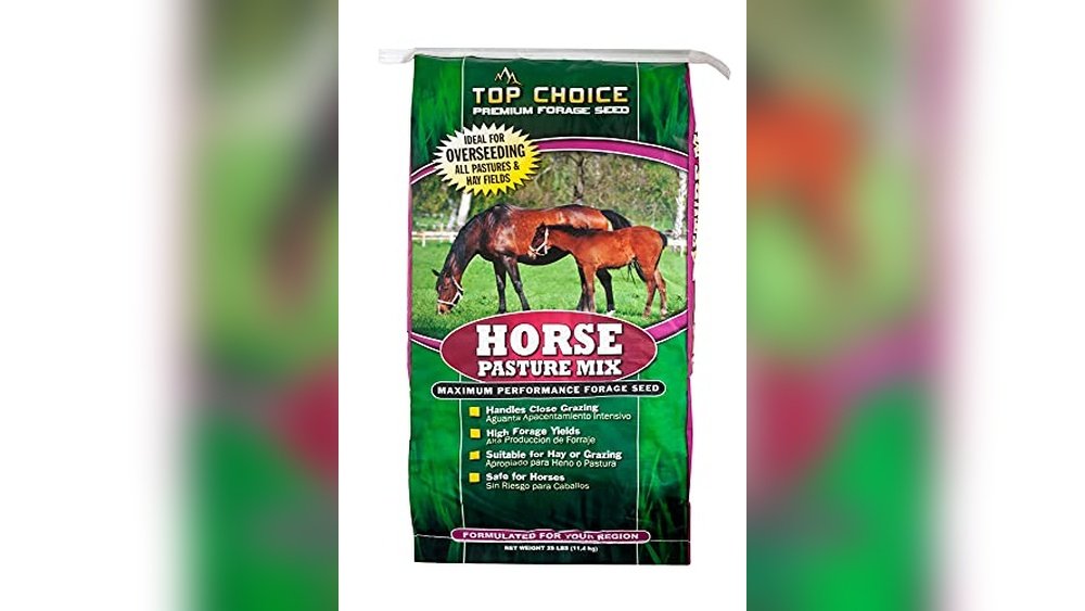 Best Grass Seed for Horse Pasture