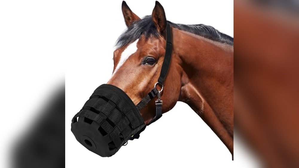 Best Grazing Muzzle for Horses