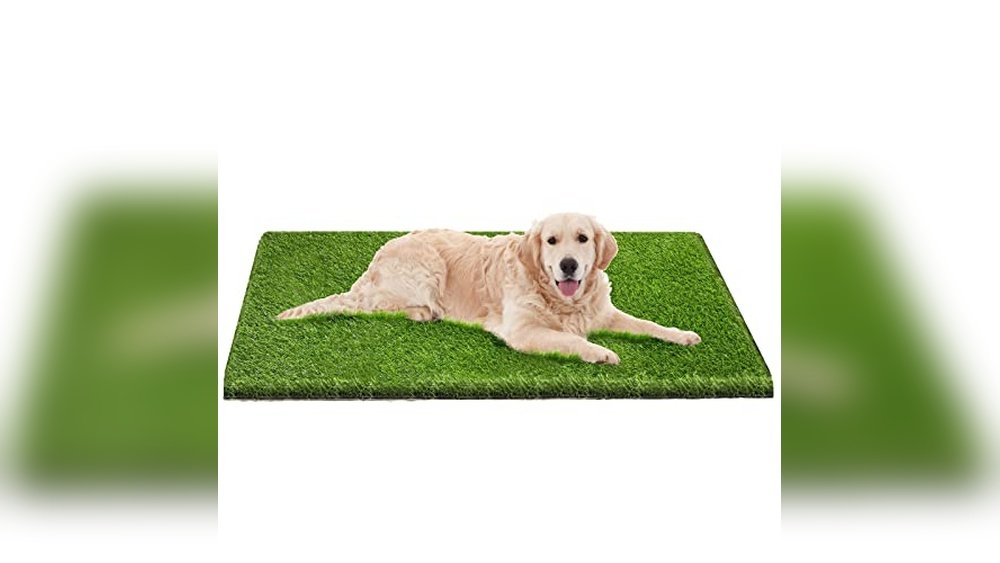 Best Ground Cover for Dog Potty Area
