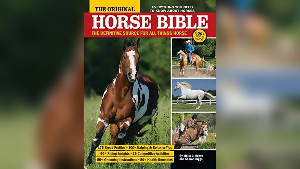 Best Horse Breeds for First-Time Owners