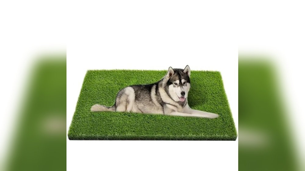 Best Lawn for Dog Urine